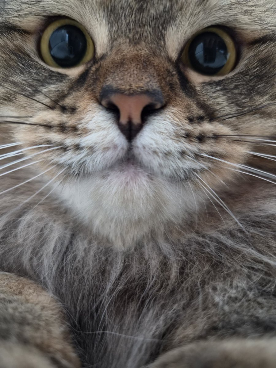 ikikemul's tweet photo. ga pusing mikirin harga kebutuhan pada naik, ga pusing mikirin gaji yg seuprit, ga pusing mikirin kondisi negara gonjang-ganjing, karena yg dipikirin cuma makan, turu, ngising... memang di duniya ini cuma kucing yg cocok jadi duta mindfulness sejati https://t.co/ofgkJkg9Qo