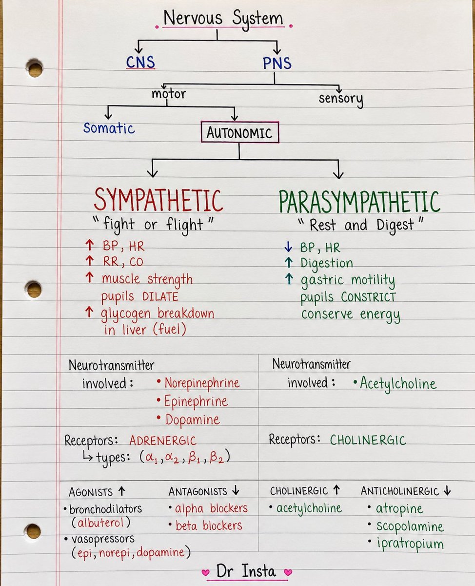 doctorinstaha's tweet photo. Nervous System 

#NervousSystem #Neuro #MedEd #Medicine https://t.co/LUtnZl84bA