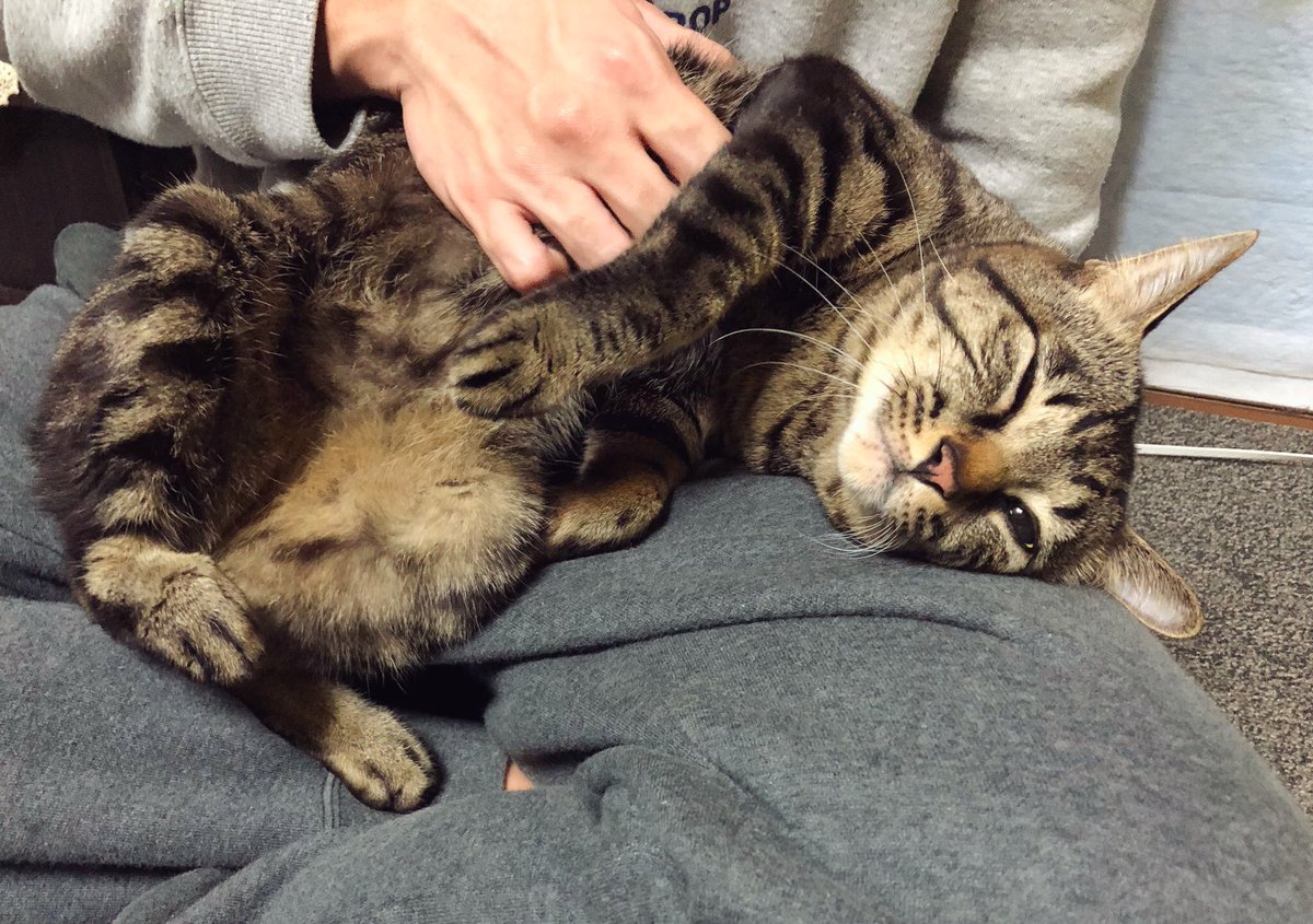 ooko_1014's tweet photo. みいすけRIP🐱
20年ありがとね…🙏 https://t.co/3O1qxY5yvQ