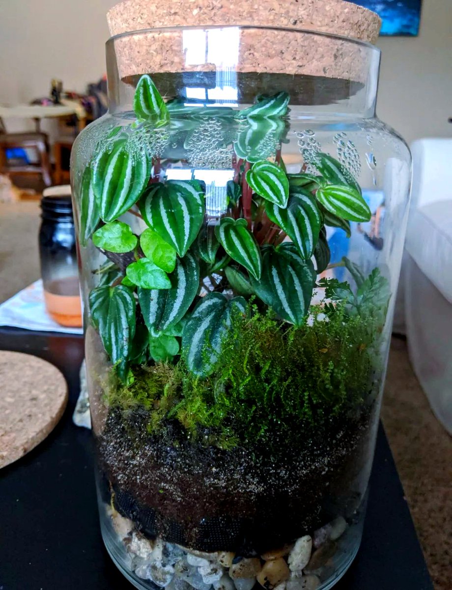 joyhs763963's tweet photo. Just upcycled old mason jars into cute hanging planters—easy DIY that breathes new life into everyday items! https://t.co/6wULsKhkqx
