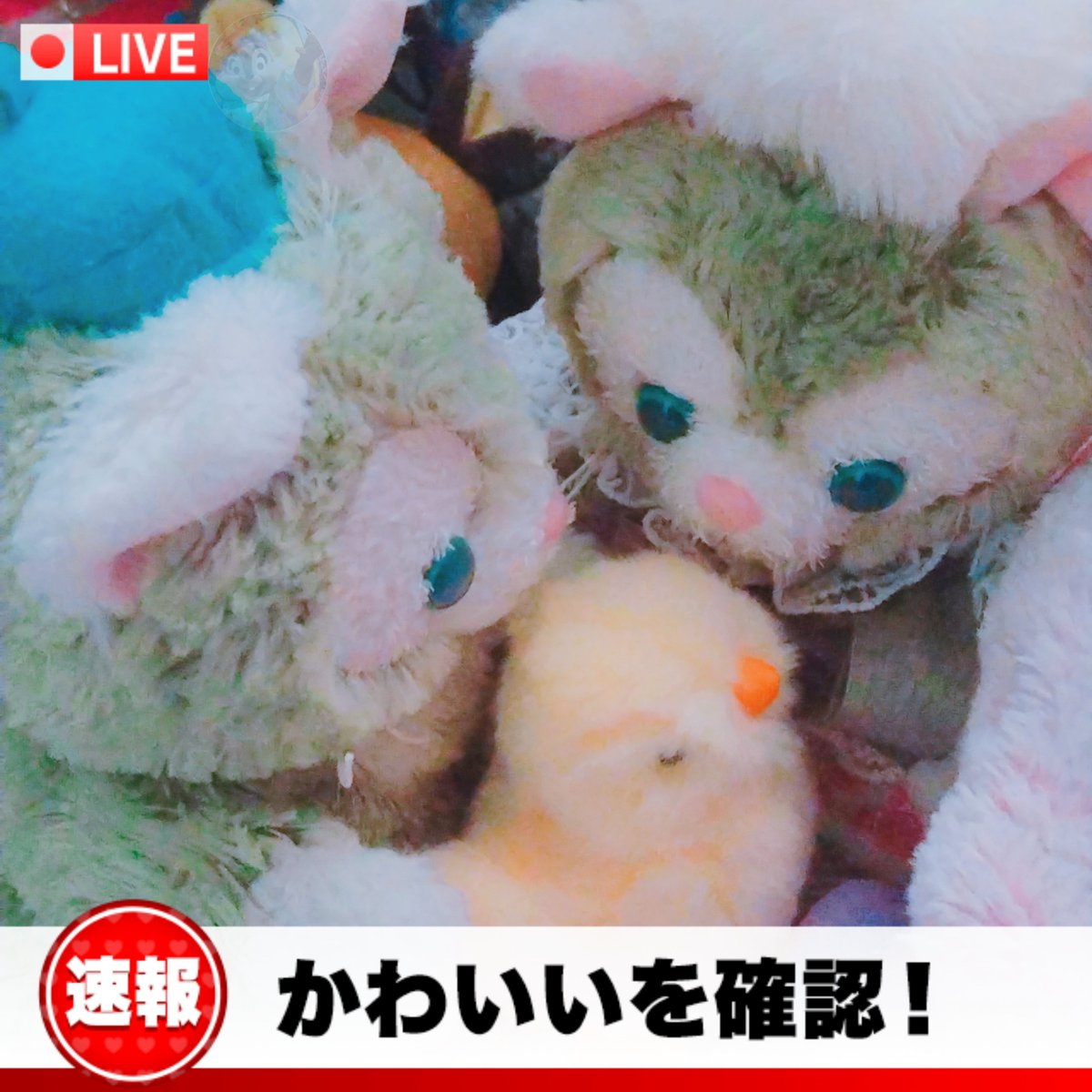rinotdr's tweet photo. 潮風に当てられてしょもしょもして写ってるジェラトーニが可愛くて♥️連打する不審者になってしまった…。

うちのこ大好きですが、よそのこジェラトーニ見るのも大好き🫶 https://t.co/Ih8Th5QsPC