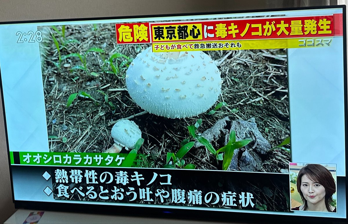 abex9441's tweet photo. キノコの知識ない人
高齢だと本当に危ない
無論抵抗力のない子供達も

キノコの胞子は地中に
わんさかあるらしいので
このまま長雨続くと
見た事ないキノコが
また生えるのかも知れない https://t.co/WeBnvI0PRE