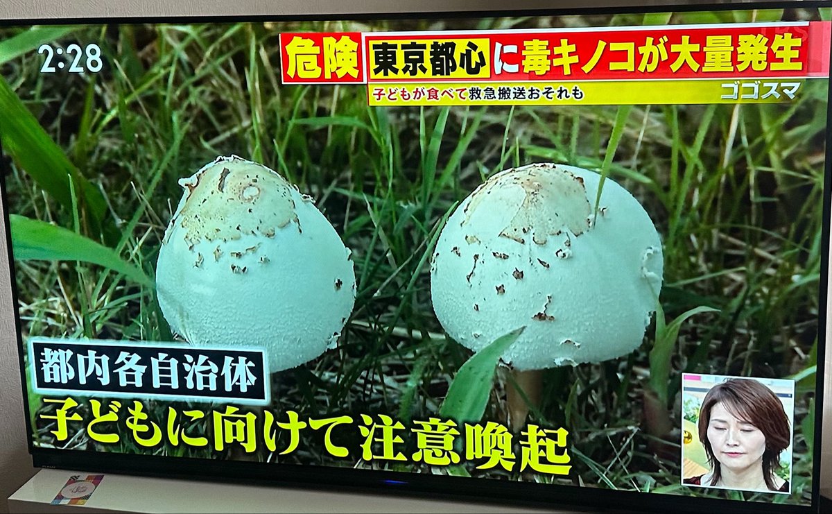 abex9441's tweet photo. キノコの知識ない人
高齢だと本当に危ない
無論抵抗力のない子供達も

キノコの胞子は地中に
わんさかあるらしいので
このまま長雨続くと
見た事ないキノコが
また生えるのかも知れない https://t.co/WeBnvI0PRE