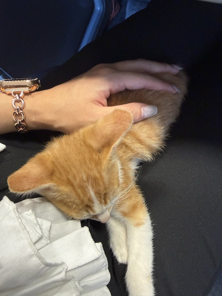 yuuupi2_'s tweet photo. 先月末に保護した子猫しゃん..
家に連れて帰るもトイレできたり
できなかったり..😭😭今日もゲージ
から出すと布団の上でジャー🚽
マットレスまでいかれたよ..
なんでなの？？？😭😭経験者さま
教えてください..🙇🏻‍♀️🙇🏻‍♀️🙇🏻‍♀️ https://t.co/irxTYynZf3