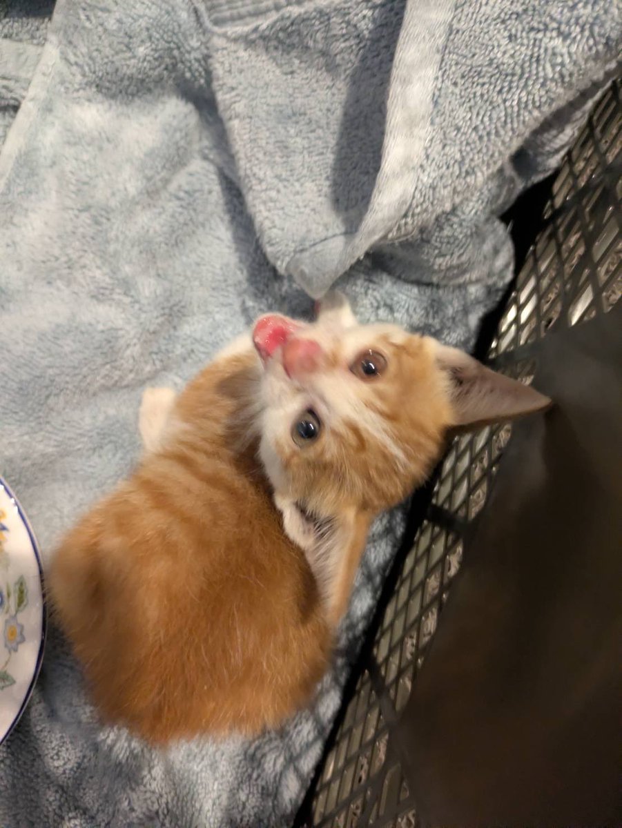 yuuupi2_'s tweet photo. 先月末に保護した子猫しゃん..
家に連れて帰るもトイレできたり
できなかったり..😭😭今日もゲージ
から出すと布団の上でジャー🚽
マットレスまでいかれたよ..
なんでなの？？？😭😭経験者さま
教えてください..🙇🏻‍♀️🙇🏻‍♀️🙇🏻‍♀️ https://t.co/irxTYynZf3