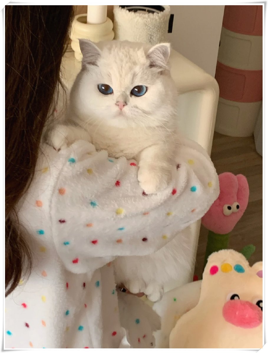 happr704473's tweet photo. Watched my fluffy kitten take her first wobble steps today—from a tiny puffer ball to a curious little explorer in 8 short weeks. Growth hits so different when you’re there for every tiny win. ， https://t.co/WmDDBhbIFz