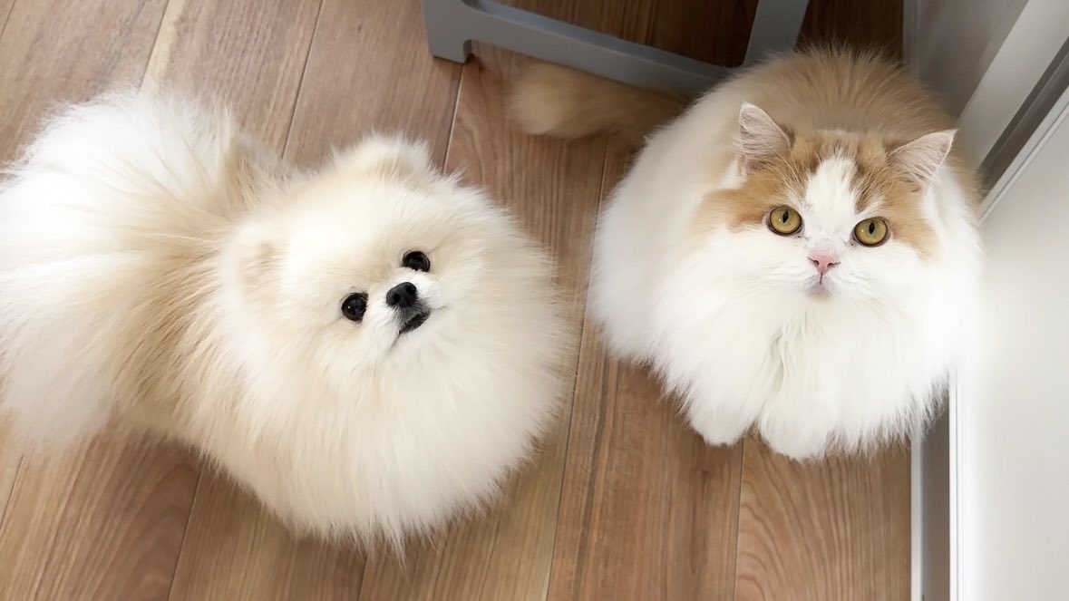 Lemon0517ch's tweet photo. おかげさまでポテチが4歳になりました🐶💛
これからも元気でいてね〜！ https://t.co/d2rBHCMMPJ