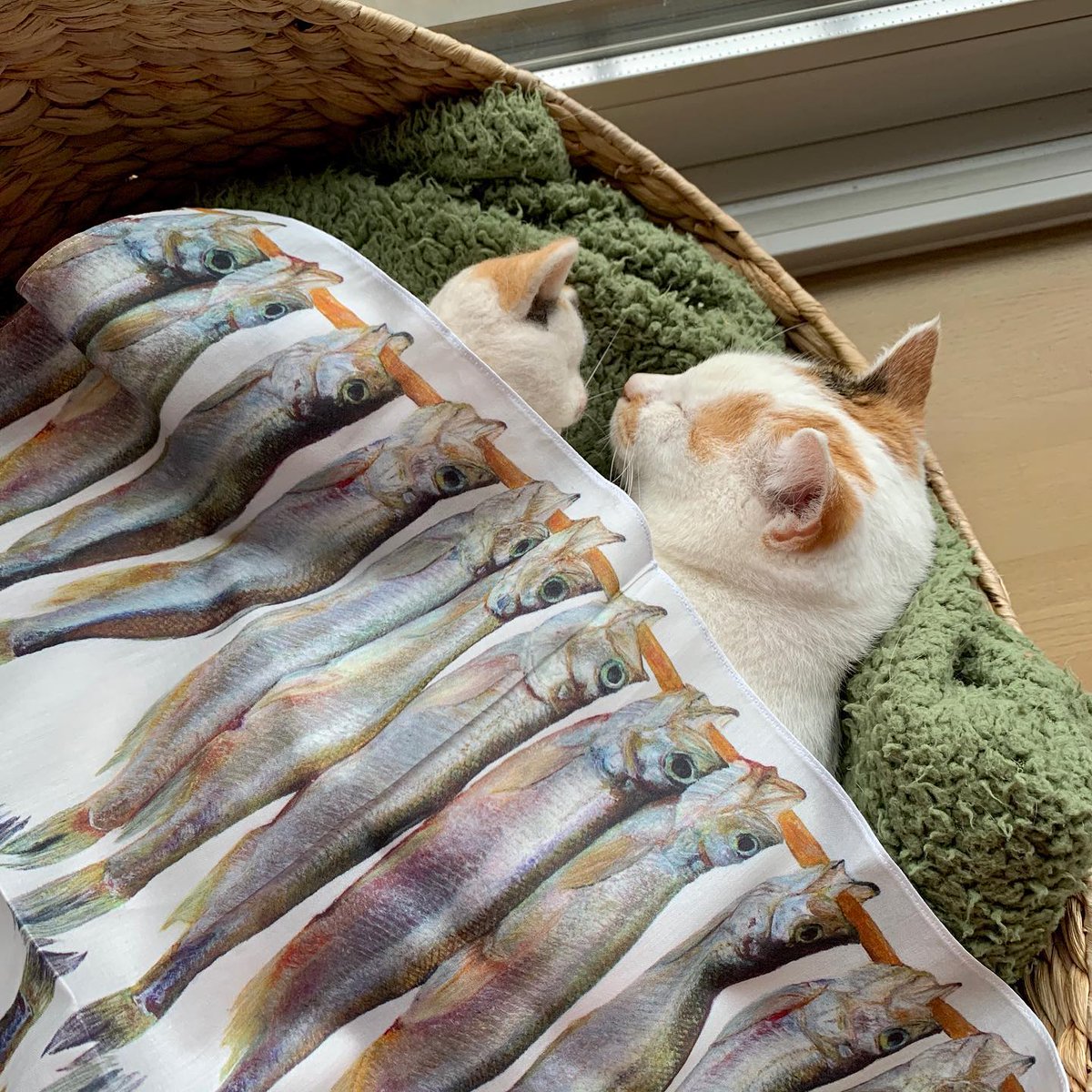 Jacquelynenmae's tweet photo. 充足感の正体は、案外単純なものかもしれません。皆さんは今、何かに守られて心地よく過ごせていますか。心安らぐ時間は大切にしたいですね。 https://t.co/LxDydnmZpH