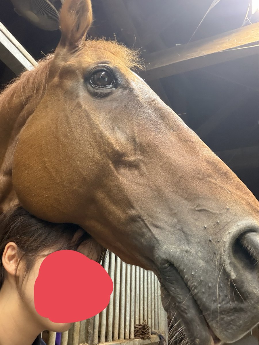 nit_horse's tweet photo. 人間のことを顎載せ台だと思ってる馬 https://t.co/L4gfyYL0hi