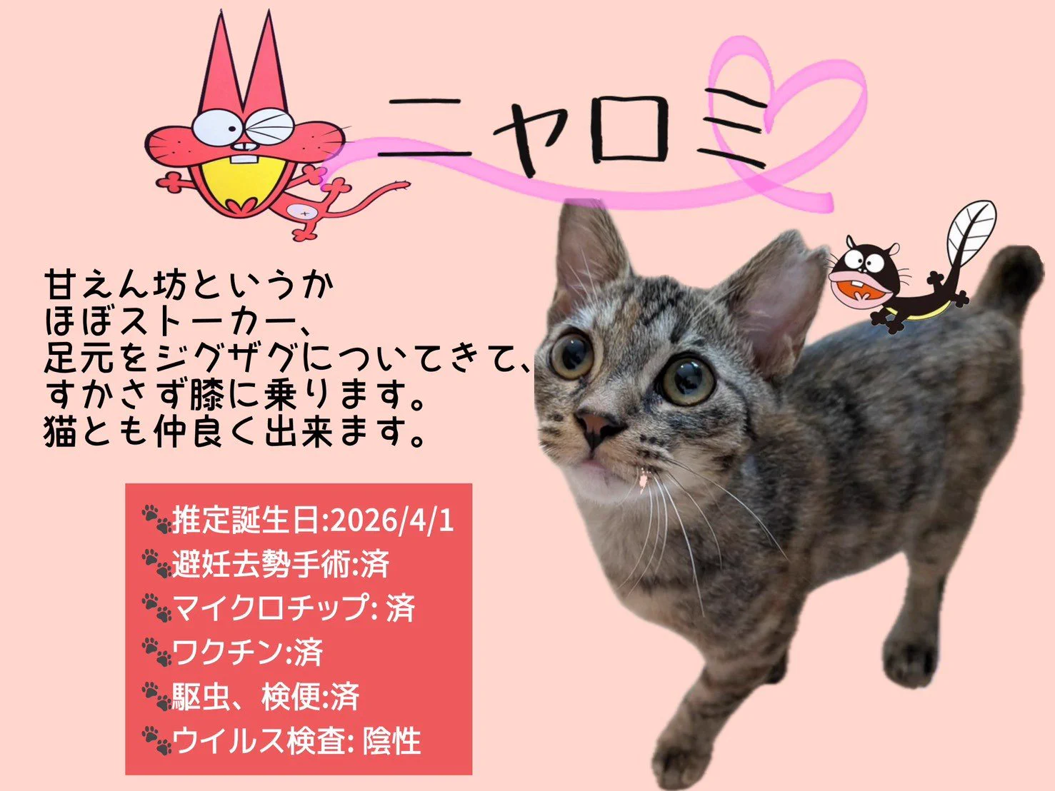 5ニャンズママ(＊プロフ更新＊)ページ izumi nishimura on X: 