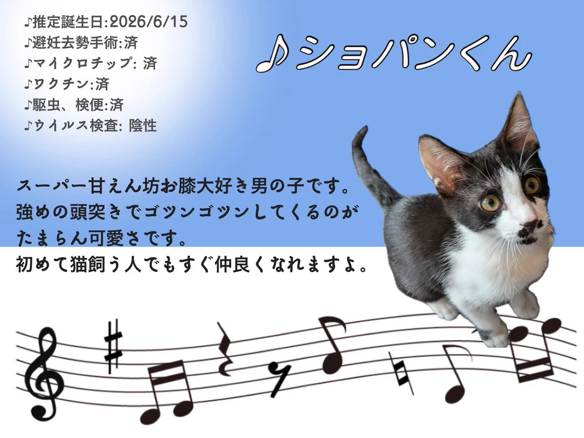 岩泉猫ページ izumi nishimura on X: 
