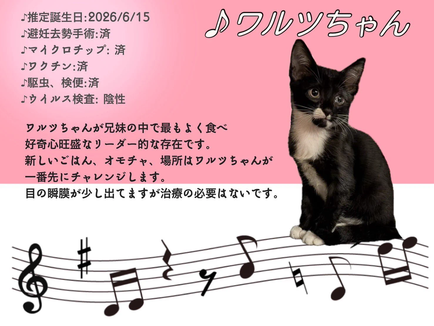 ♡猫ニャン♡ izumi nishimura on X: 