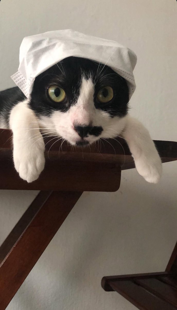 trombando's tweet photo. Revendo as fotos do Raimundinho e bateu forte aqui, ele realmente era um gato especial. Quando chegou cabia na palma da minha mão, tinha tanta fome (nao diminuiu com o tempo). 
Tomar café da manhã e não ter ele na outra cadeira me olhando sempre me quebra. Foram 8 anos incríveis! https://t.co/zIQXl007up
