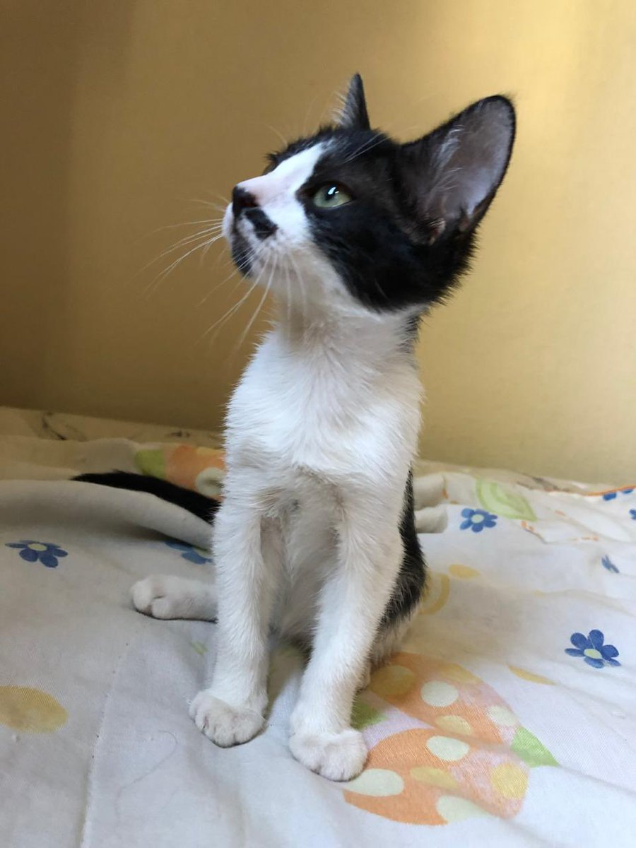 trombando's tweet photo. Revendo as fotos do Raimundinho e bateu forte aqui, ele realmente era um gato especial. Quando chegou cabia na palma da minha mão, tinha tanta fome (nao diminuiu com o tempo). 
Tomar café da manhã e não ter ele na outra cadeira me olhando sempre me quebra. Foram 8 anos incríveis! https://t.co/zIQXl007up