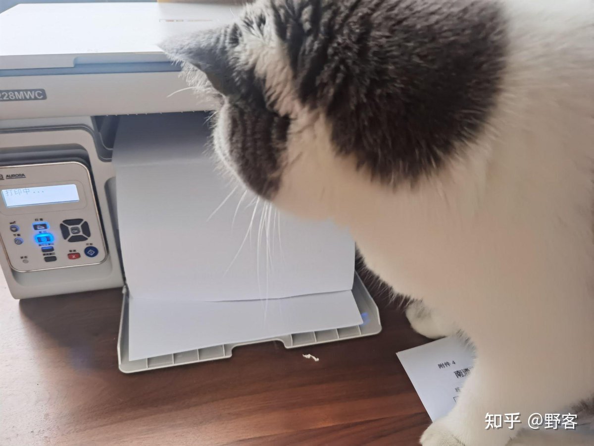 Pradeep94576701's tweet photo. My coworker accidentally set the office printer to print “cat videos” instead of the client’s report. Halfway through, we realized we had 27 blurry cat reels u0026 zero draft docs. The client’s 3pm meeting is in 1 hour. Oops. https://t.co/fRblLYk9BK