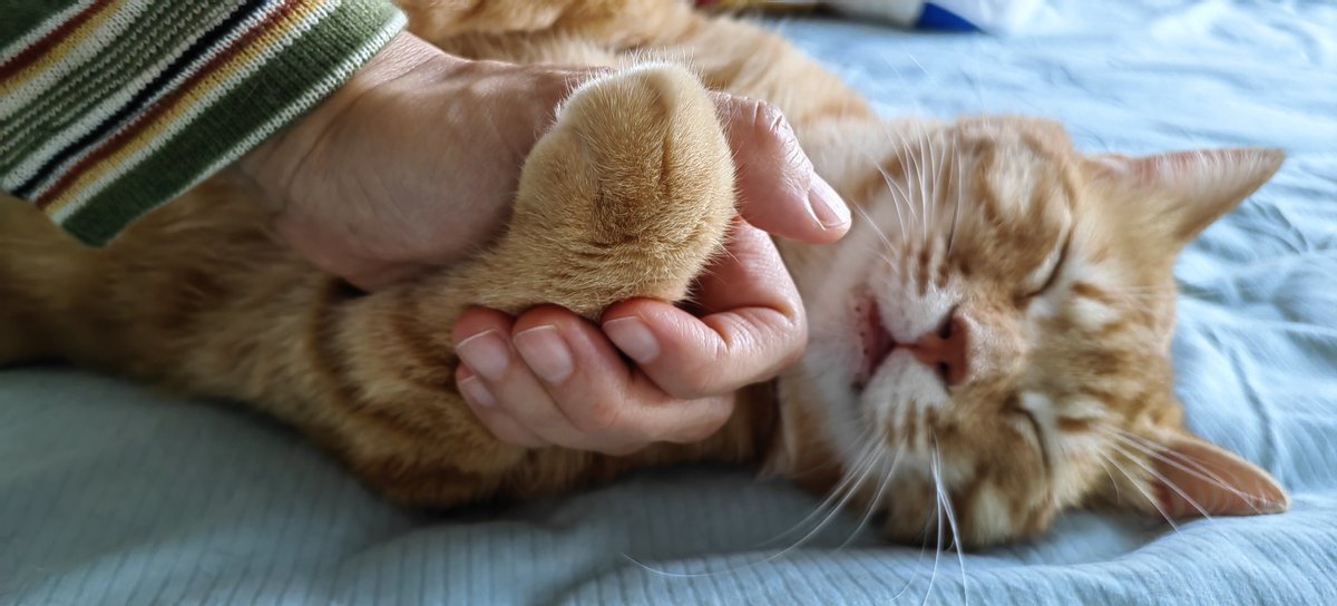 alorb329015's tweet photo. Found my new little snuggle buddy today  Every purr and nudge makes my day brighter—adopting is the best decision I’ve made this year! https://t.co/aEkkCZh58F