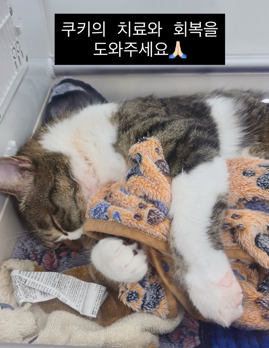 dang_nyangee's tweet photo. rt요청드립니다🙏🏻종로 시장통에서 먹을게 없어 음식물을 주워먹고 있어 구조했던 쿠키ㅠ 갑자기 밥을 전혀 먹지 못해 급히 병원에 데려 가보니 수술을 해야한데요.. 전발치 수술을 해야해 가장 빠른 날짜로 진행 했고 신장 한쪽이 너무 작아 기능을 하지못해 목숨걸고 수술했어요😭 https://t.co/OFPPVsyQE3
