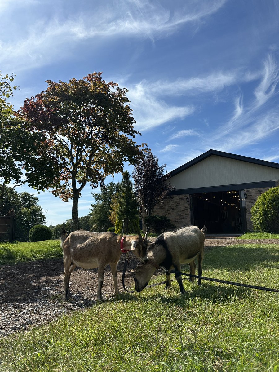 Versailles_Farm's tweet photo. 「ちゃみ🐐を繋いでおけば、息子のまっちゃは側にいる」

って聞いていたのに…
まっちゃ、まさかの大冒険😂

厩舎で馬のエサを盗み食いするので、ついに首輪装着🤣

そんな息子を慰めるちゃみ母さん🥹🤎
自由すぎる息子と優しい母🐐🐐

#ヤギ親子
#ちゃみ
#まっちゃ
#Yogiboヴェルサイユリゾートファーム