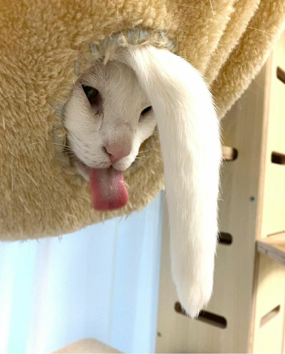 weirdnlovely's tweet photo. 지능이 안느껴지는 사진 https://t.co/j5yee5RY6x