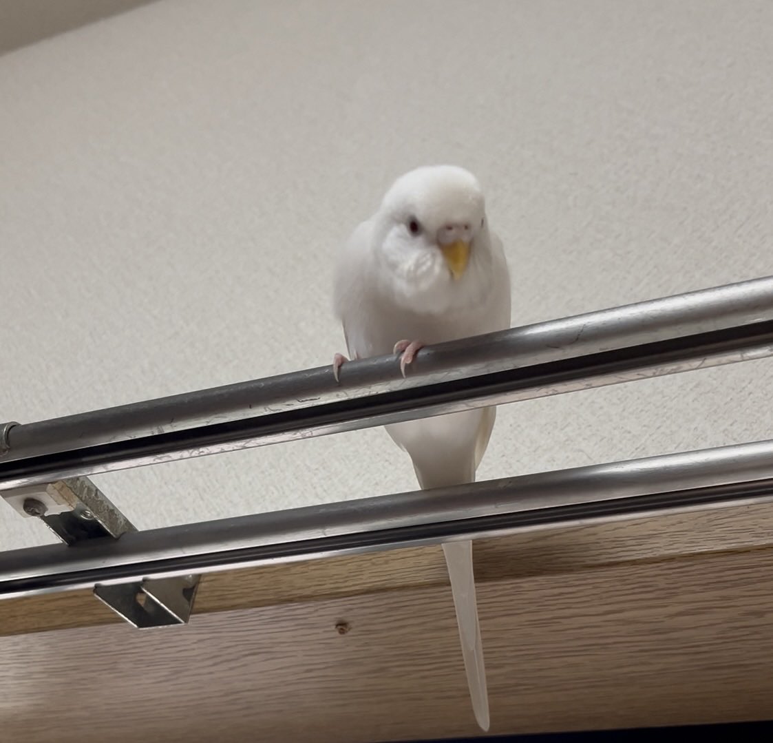 nini__rok's tweet photo. ←ケージには帰りまてーん（煽りのヘドバン）
→従姉妹が手にしてる粟穂に気づいた https://t.co/J2GYU9VZxs