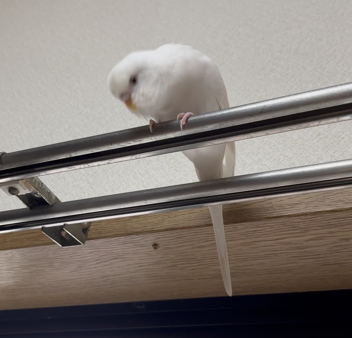 nini__rok's tweet photo. ←ケージには帰りまてーん（煽りのヘドバン）
→従姉妹が手にしてる粟穂に気づいた https://t.co/J2GYU9VZxs
