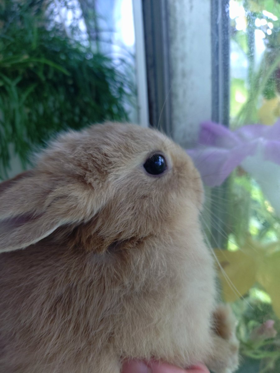 Degumaru1225's tweet photo. しとしと降る雨をラビと一緒に眺めました https://t.co/xewfVajSvu