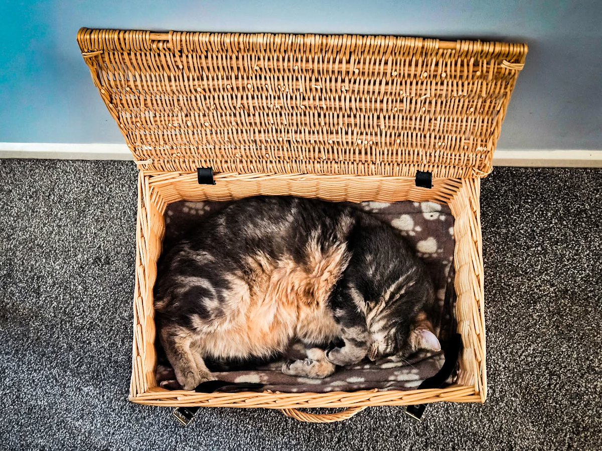 EleonoreGilzd's tweet photo. Sleep, little kitty. https://t.co/xBh9kBjleN