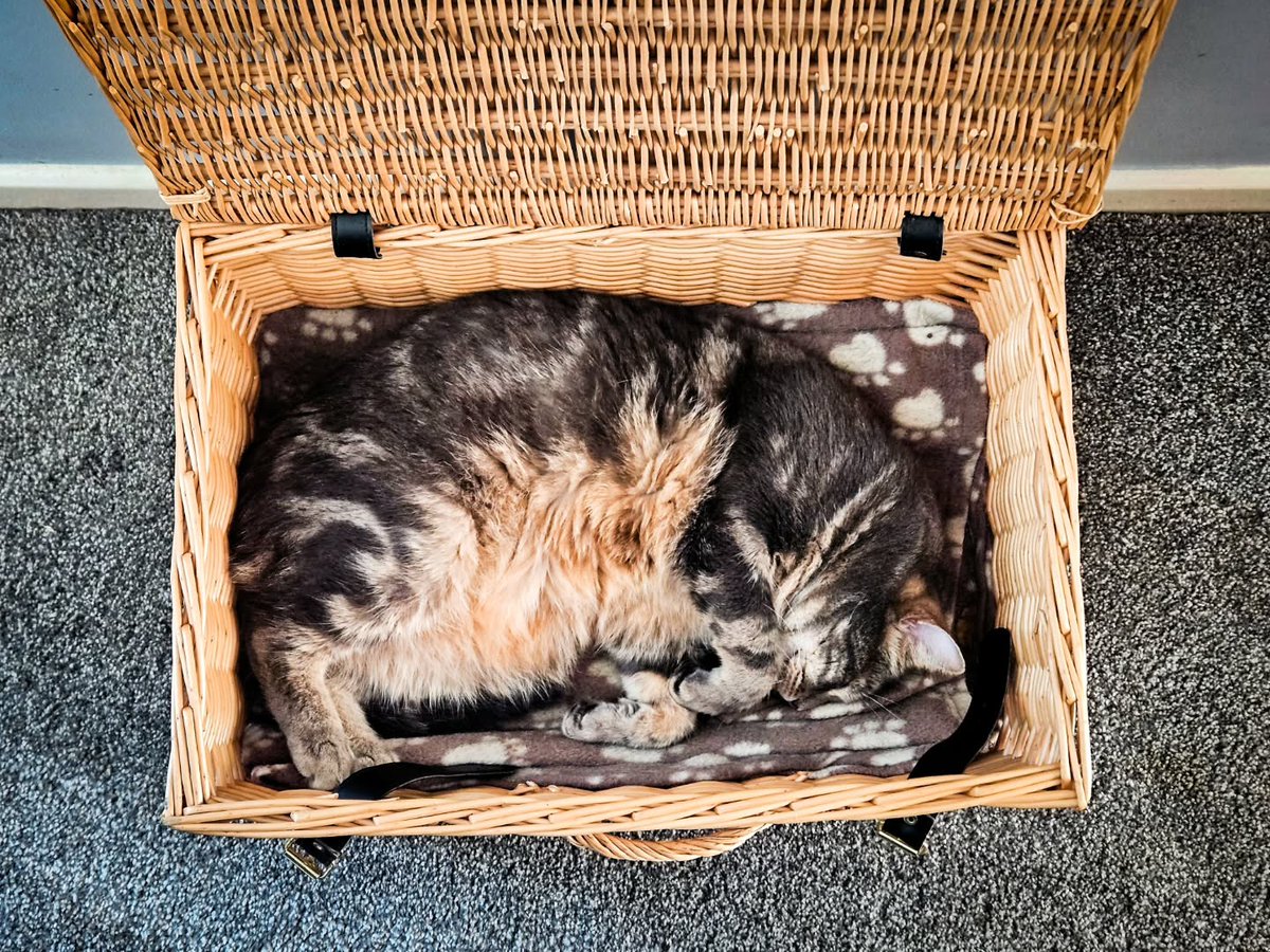 EleonoreGilzd's tweet photo. Sleep, little kitty. https://t.co/xBh9kBjleN
