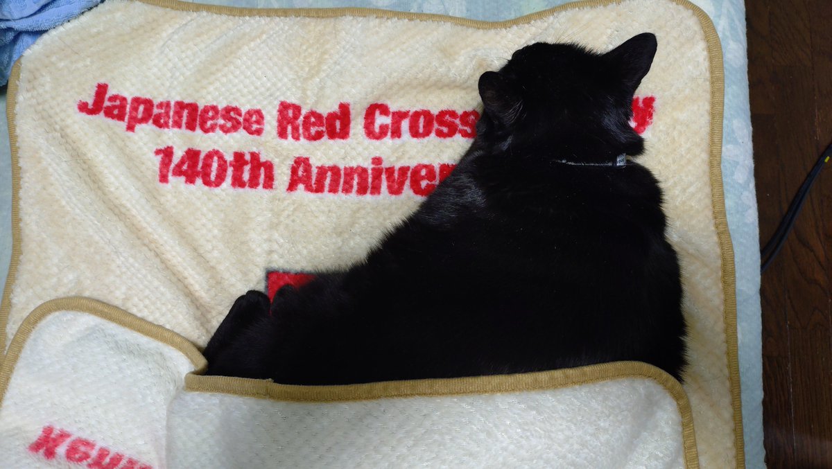 ji1ovi's tweet photo. 流石に朝晩は冷えるようになって来ましたね〜
ブランケットの上の猫様も寒そう https://t.co/vWCd4GBmKU