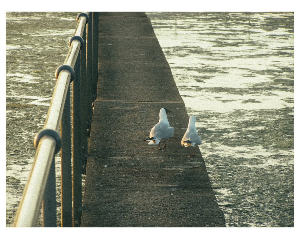 BonnySquarnoh's tweet photo. Walk with me? Shot on Olympus SP-510UZ with a Cinegrams preset. https://t.co/oHlVXsYV9c