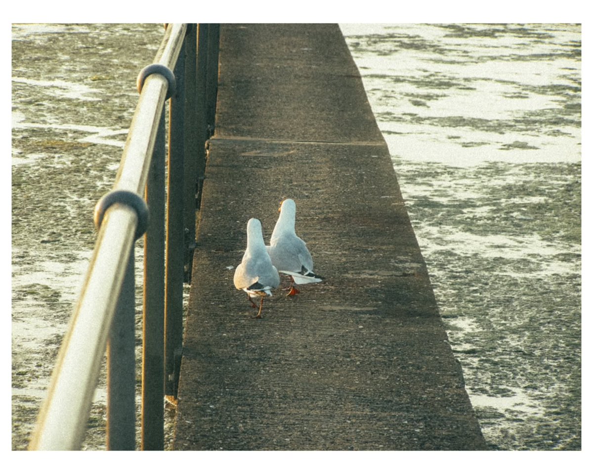BonnySquarnoh's tweet photo. Walk with me? Shot on Olympus SP-510UZ with a Cinegrams preset. https://t.co/oHlVXsYV9c