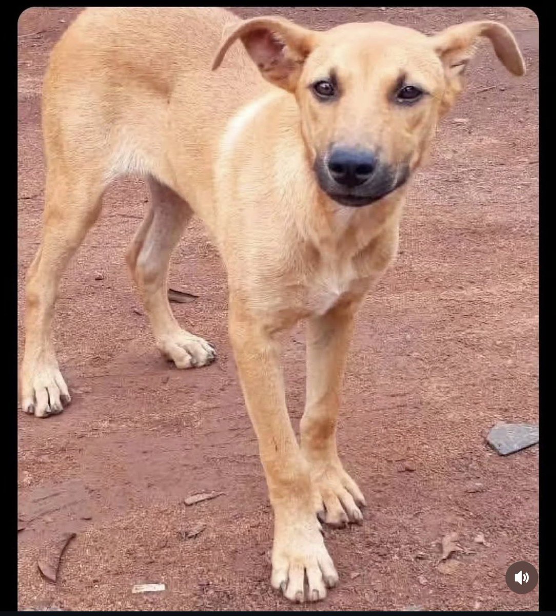 IamBenDestiny's tweet photo. This dog has no helper, no vaccine 💉no feeding, and even sleeps outside. He’s just pushing through life by himself, depending on nobody to survive. Na so some of us be. 🥲💯 https://t.co/qcBwyUElmT