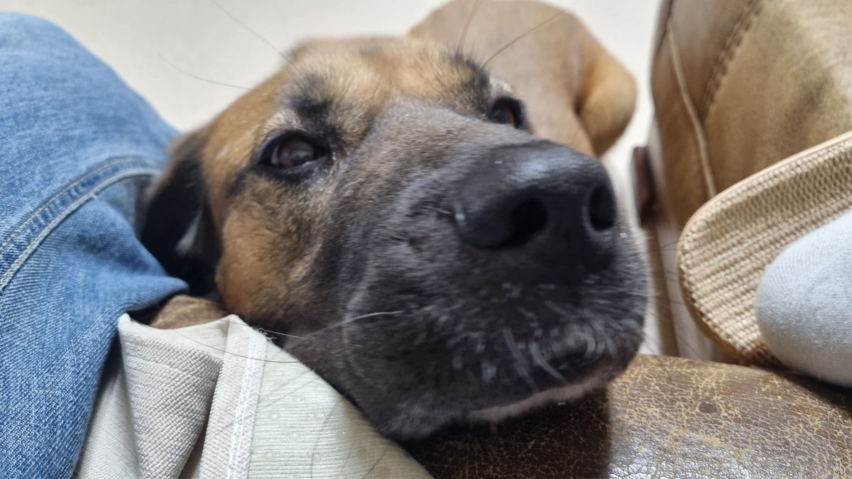 Dalgom_old_dog's tweet photo. 점차 다가오는 체리.... https://t.co/nU1zXCaZys
