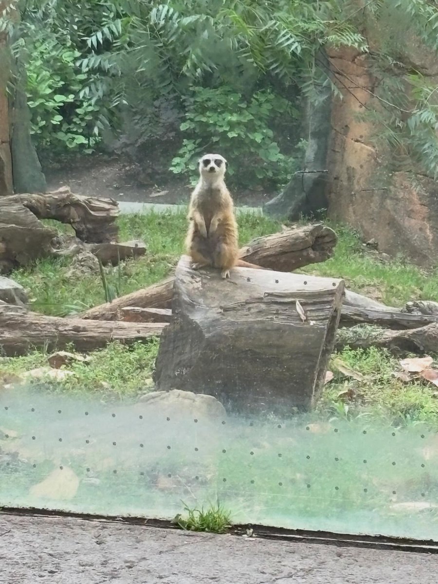 CathleenEhkuy's tweet photo. Thank you 1st Choice Tasters for the opportunity to work at Sips for Species. Supporting wildlife conservation and the zoo’s important work was truly meaningful. It was a blast, and I can’t wait to return next time. https://t.co/MqCUES6Go6