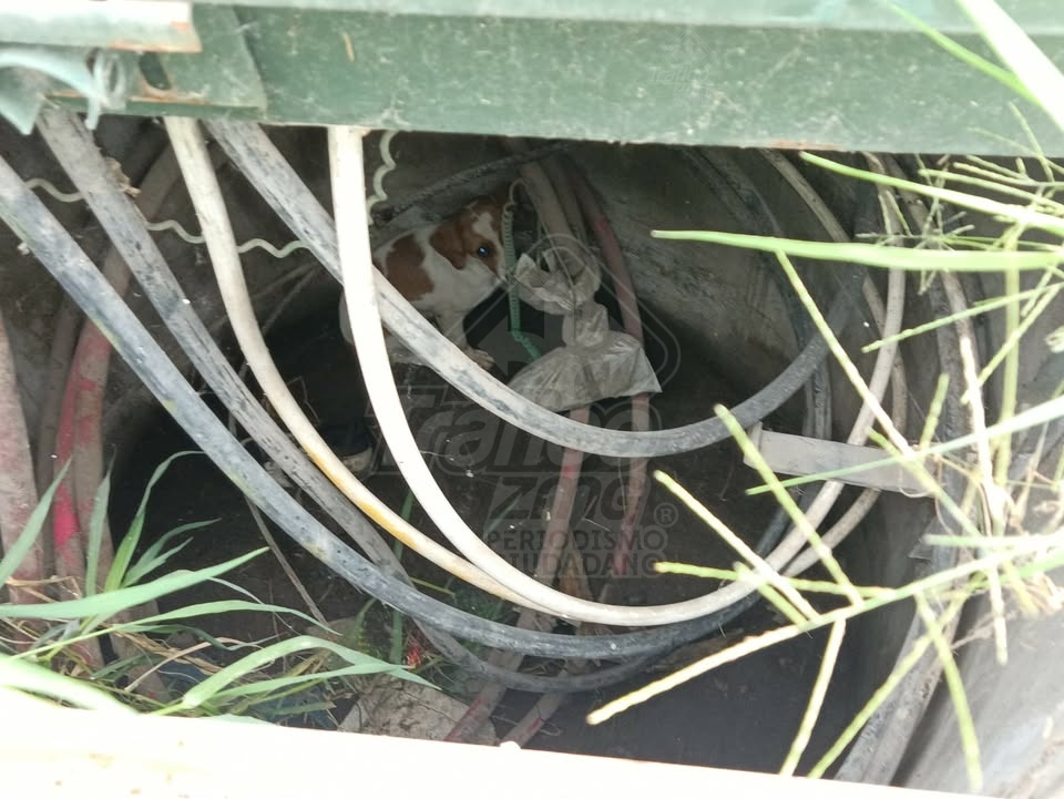 Trafico_ZMG's tweet photo. Vecinos de Valle de los Encinos Plus, en Tlajomulco, piden apoyo urgente para rescatar a un perrito que cayó a un registro de alta tensión en el cruce de Valle de la Libertad y Valle del Peral. De acuerdo con el reporte, el canino continúa con vida, pero sacarlo representa un riesgo debido a la presencia de cables en el interior. Vecinos aseguran que han realizado reportes durante todo el día, sin que hasta el momento hayan recibido apoyo para ponerlo a salvo. Favor de atender esta denuncia @PCJalisco  #TraficoZMGPeriodismoCiudadano