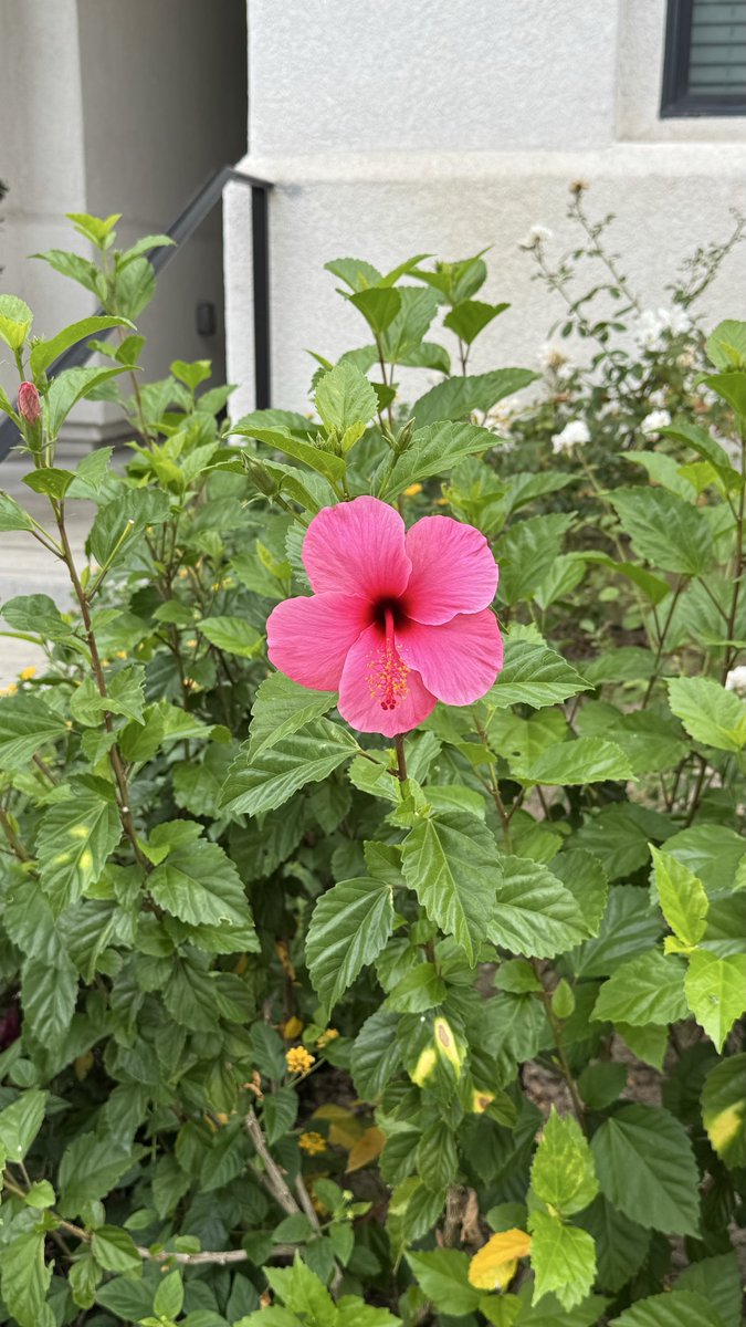 sugr_pumpkin's tweet photo. 오늘 본 꽃들. 오늘 흐리고 선선해서 걷기 좋았다. 그동안은 이글거리는 햇빛이 무서워서 나갈 수가 없었음. (근데 디즈니랜드 하루 갔다온 후 팔이 투톤으로 나뉨ㅋㅋㅋㅋㅋㅋㅋㅋㅋㅋㅋㅋ 선스프레이로 한 번 도포했는데 1시간 마다 뿌리지 않으면 소용 없는 듯) https://t.co/D2y3tLho3x