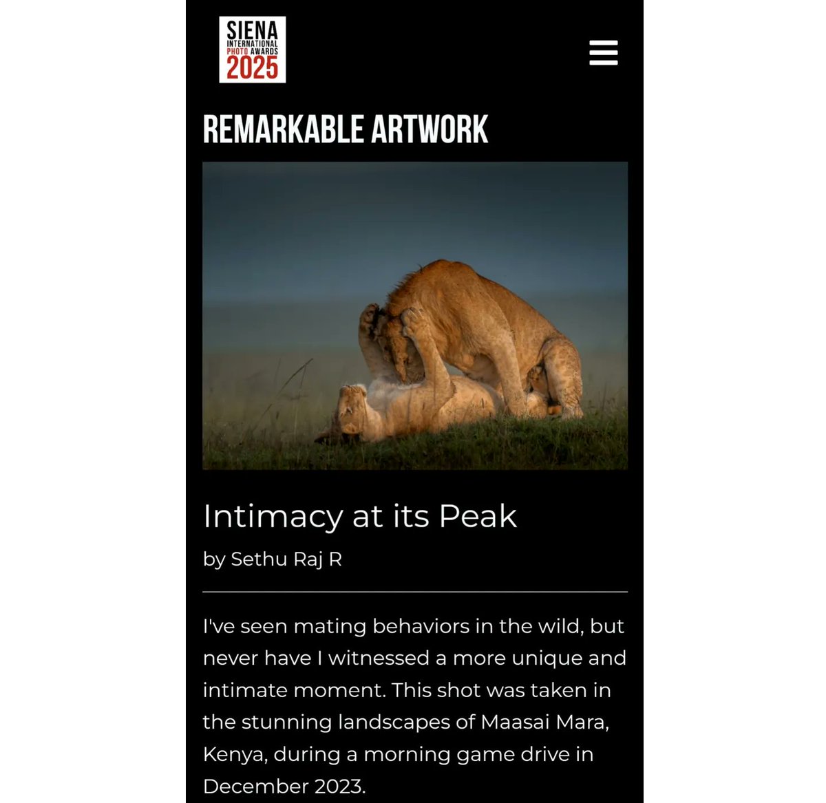 MarcellusTlo's tweet photo. 2024, you couldn’t have been better. My first international award: Remarkable Artwork Award at the Siena International Photo Awards 2024, Animals in Their Environment. Proud of this intimate lion couple photo from Maasai Mara. https://t.co/AoCmjJkBMo