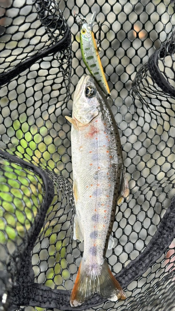 stringfishing's tweet photo. 昨日釣り歴2年に突入しました。
初日に釣ったアマゴ。
この日に釣れてなかったらこんなにハマらなかったのかも。 https://t.co/TYag8eYDyu