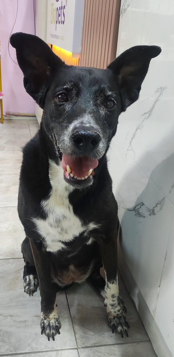ErnestoMorenoT's tweet photo. La más bella y feliz a dar la vuelta, aunque sea al veterinario.
#Ruda
#Biopets
#Culiacán
#CLN https://t.co/BpRBYA617q