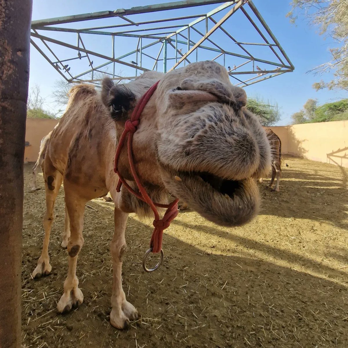DonetteMatinez's tweet photo. Canary Islands 
Spain 
Gran Canaria - Maspalomas 
Travel • Camels • Gran Canaria • Canary Islands 
Spain • Maspalomas • Sahara Sands https://t.co/bgrRwVJbpa