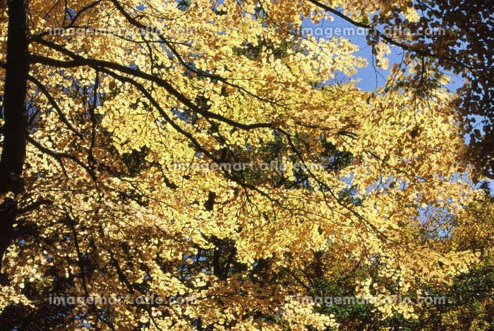 NaturePhotoJPN's tweet photo. 黄葉
撮影地：長野県松本市
https://t.co/ZDYD5e9DfF
#自然 #風景 #日本 https://t.co/UVemHGzGlw