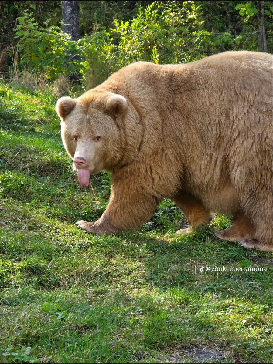 hello__caitlin's tweet photo. There’s an albino brown bear named Salt living in Norway and I love her https://t.co/XdgaLKJ3KA