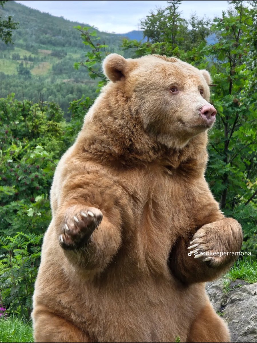 hello__caitlin's tweet photo. There’s an albino brown bear named Salt living in Norway and I love her https://t.co/XdgaLKJ3KA