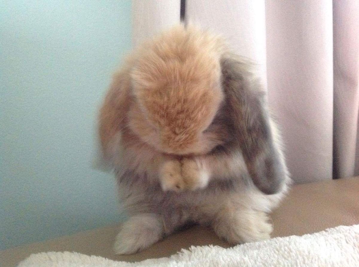 Bunnies's tweet photo. https://t.co/GjnavfSnxk