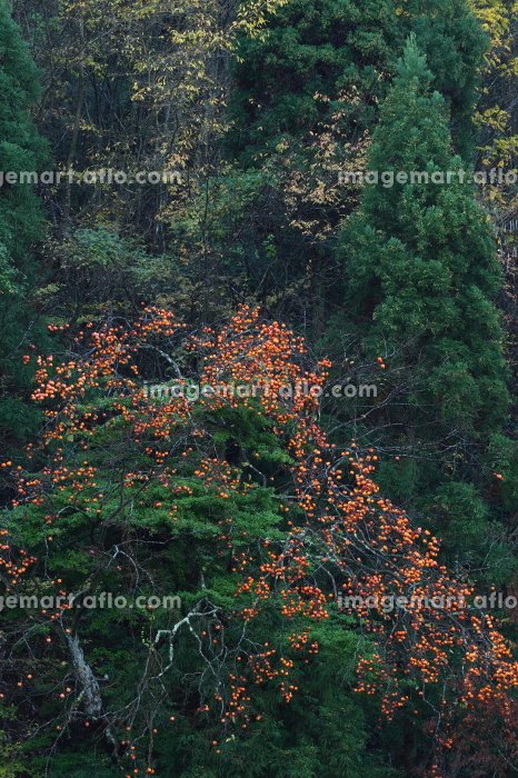 NaturePhotoJPN's tweet photo. 杉林と残り柿
撮影地：大阪府高槻市
https://t.co/RBo0C5Z4q0
#自然 #風景 #日本 https://t.co/sLqgbsUSX6