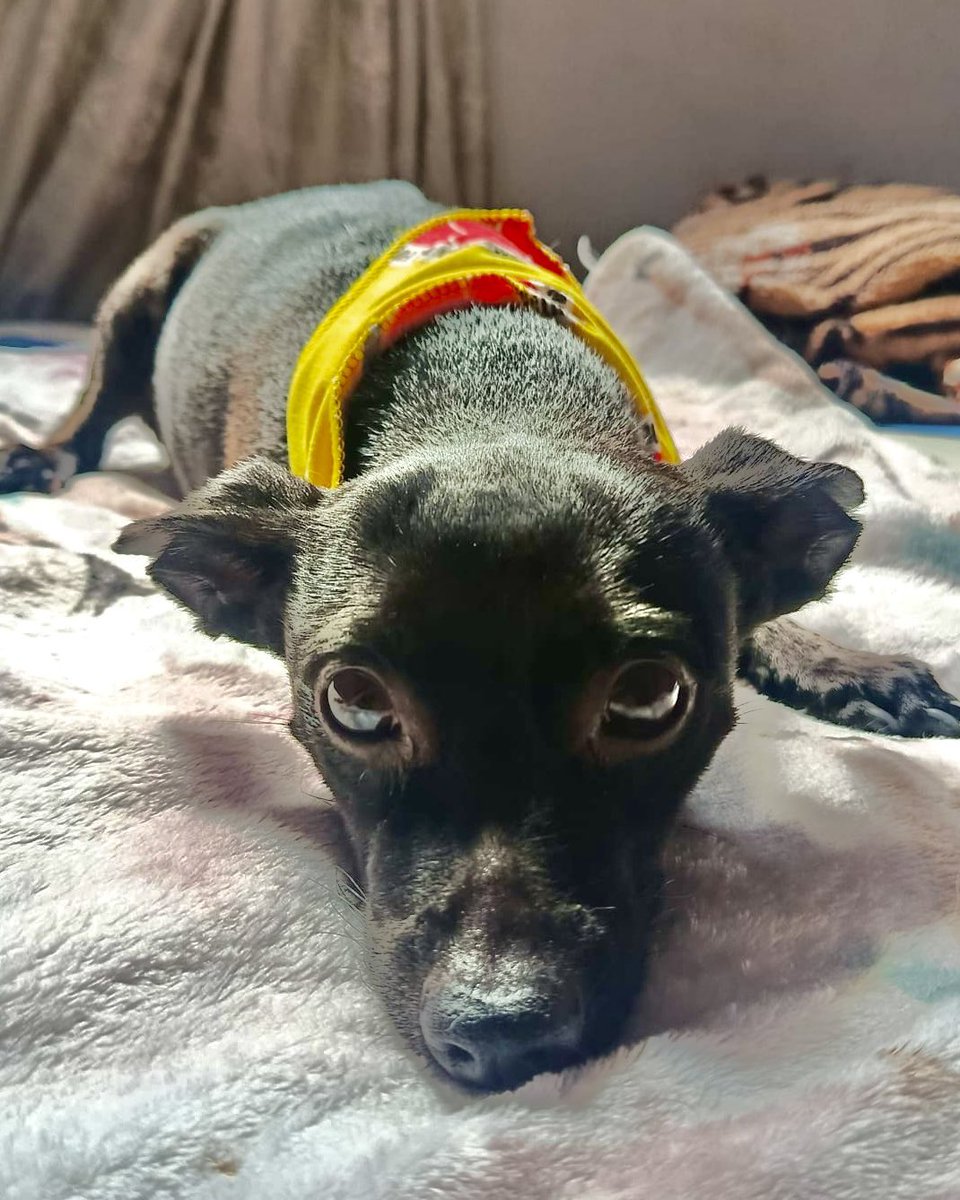 andreanimalidad's tweet photo. 🐶🎗️¿Recuerdan a COCO, el perrito de 10 años y 4 kilos de peso, que, presuntamente, fue 4s3sin4do a golpes y aplastado con una llanta en una finca de Supía (Caldas) el 6 de este mes? El presunto responsable, ya identificado, justificó el acto atroz alegando que Coco estaba “poseído”. Infame. 

1️⃣ El caso ya cuenta con denuncia en Fiscalía por el delito de muerte al animal, con circunstancias de agravación punitiva ¡Hoy, gracias a la #LeyAngel podemos aspirar a una condena ejemplar! 💪🏻❤️⚖️

2️⃣ La familia de COCO ha sido muy diligente y Alegato Juristas asumió la representación de las víctimas. Como siempre, con rigor y consagración 🫂❤️

3️⃣ El caso ya cuenta con necropsia! Por eso, le pedimos a la @FiscaliaCol avanzar con la celeridad 🙏🏻

#JusticiaParaCoco #JusticiaAnimal #LeyAngel ⚖️🐾 Gracias a ustedes por alzar su voz! 🗣️