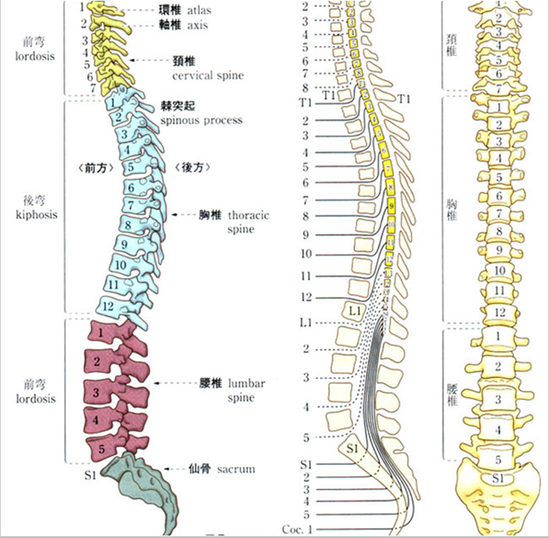 Blackjack32000's tweet photo. 身体強化つづき

筋膜の再構築が進んで正のスパイラルに入ったらしく、脊椎の骨格アライメントが自然に正常化して猫背と巻肩も直った

①頭蓋-頸椎1番、②頸椎7番-胸椎1番、③胸椎12番-腰椎1番、の各接合状態が重要で、歪みの極大ポイントになりやすい。そしてどれか一つが狂うと、他の部位も全て狂う https://t.co/HMBy0VH5fI