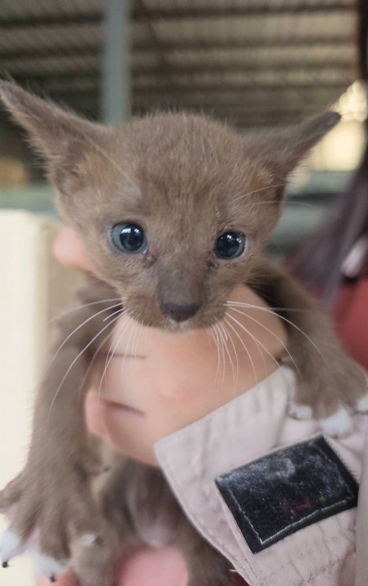 alittlejunkyu's tweet photo. Kindly RT😺🥹

หาบ้านให้น้องแมว อายุประมาณ 2 เดือน

- เลี้ยงระบบปิด
- มีกำลังทรัพย์ทำวัคซีน ทำหมัน รักษาเมื่อป่วย
- ที่พัก+ครอบครัวอนุญาตให้เลี้ยงแมว

พิกัด บางแค บางขุนเทียน บางบอน พระราม2
#แมวจรหาบ้าน #หาบ้านให้แมว #แมวหาบ้าน https://t.co/0eBuRD0wWK