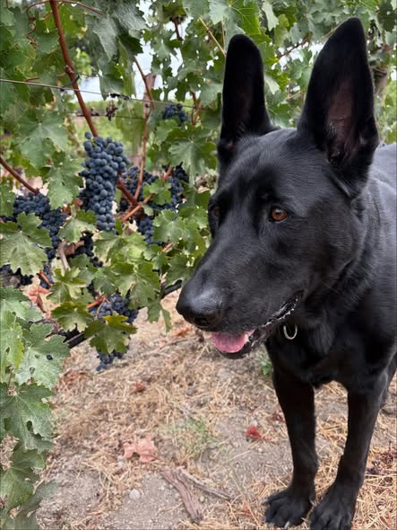 Kristin_C7r's tweet photo. Harvest time at my friend’s vineyard! 🍇 September grapes are fully ripe on the vines. Is your glass ready? 🥂 https://t.co/Evvoz42027