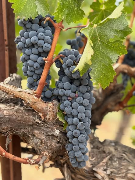 Kristin_C7r's tweet photo. Harvest time at my friend’s vineyard! 🍇 September grapes are fully ripe on the vines. Is your glass ready? 🥂 https://t.co/Evvoz42027